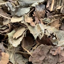 肿节风【包邮】三斤起发货可批量可零售量大从优