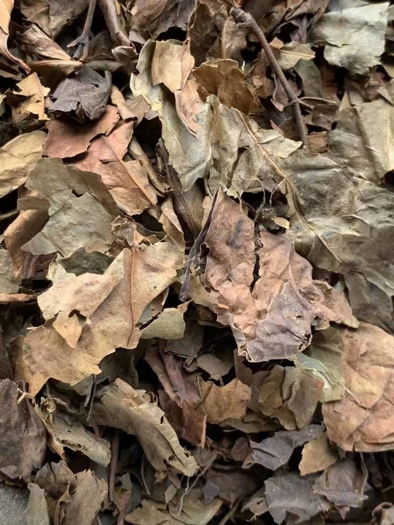 肿节风【包邮】三斤起发货可批量可零售量大从优