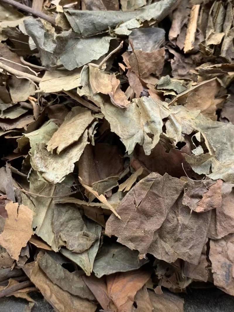 肿节风【包邮】三斤起发货可批量可零售量大从优