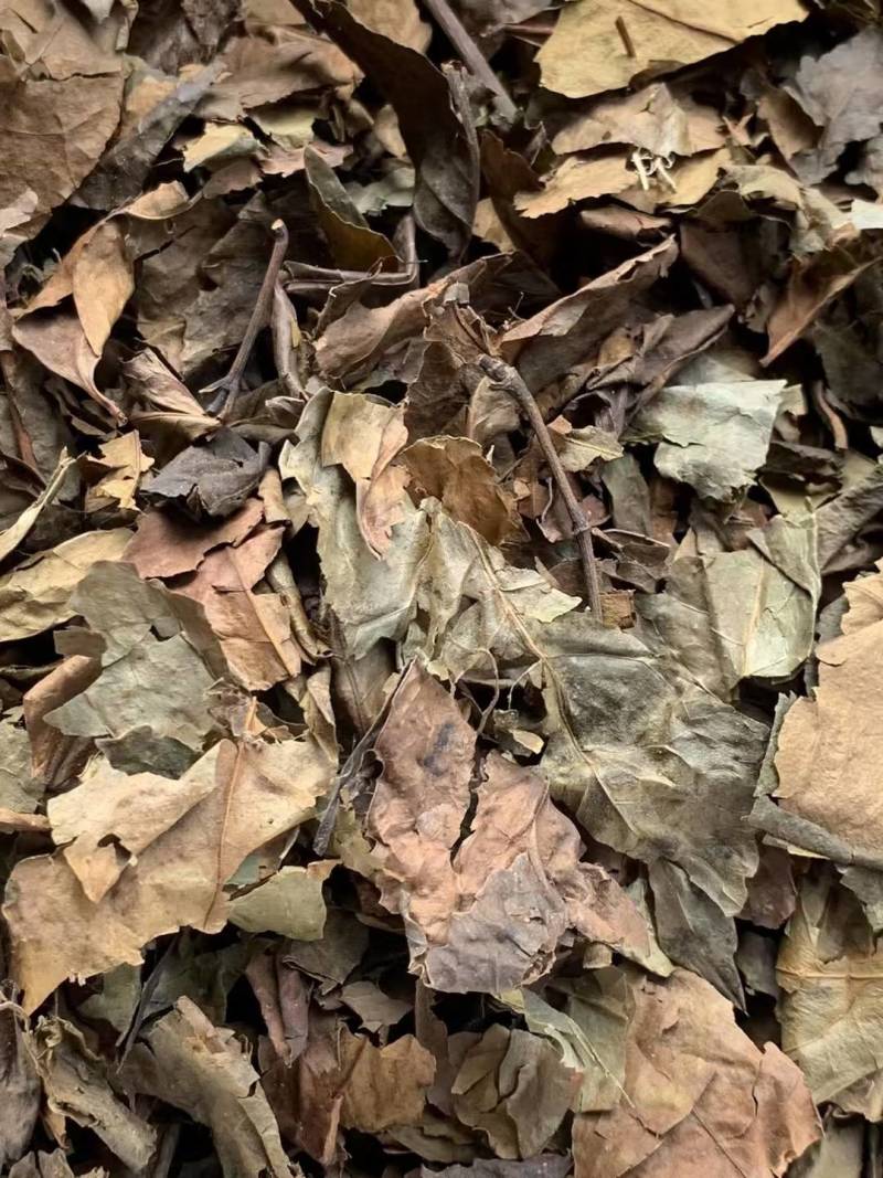 肿节风【包邮】三斤起发货可批量可零售量大从优