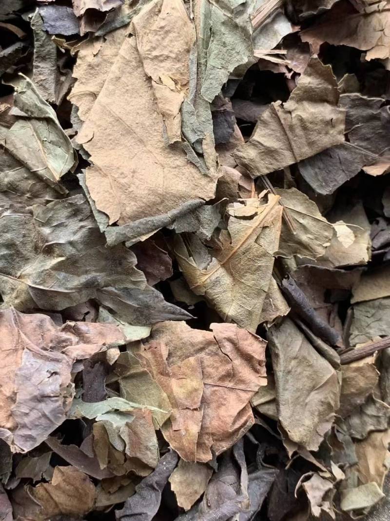 肿节风草珊瑚【包邮】三斤起发货可批量可零售量大从优