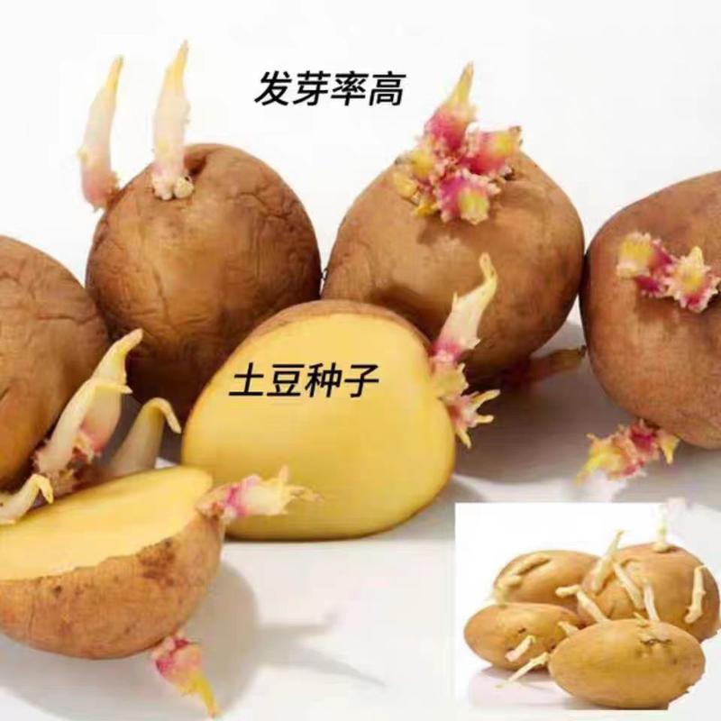脱毒土豆种子抗病能力强产量高高淀粉口感好易管理
