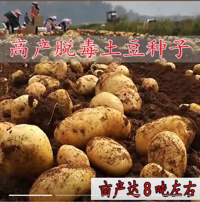 脱毒土豆种子抗病能力强产量高高淀粉口感好易管理