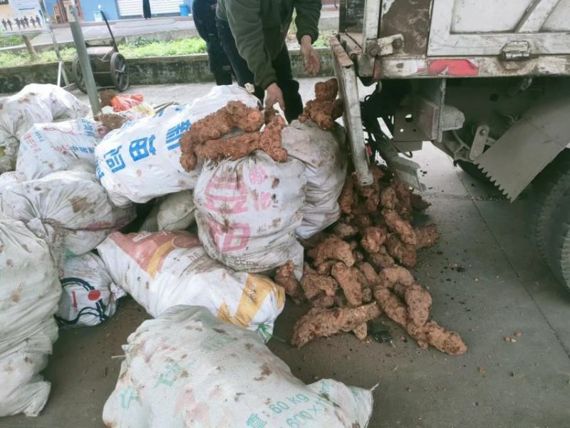 土茯苓，野生土茯苓，货供应平均海拔1500，产地直供价优