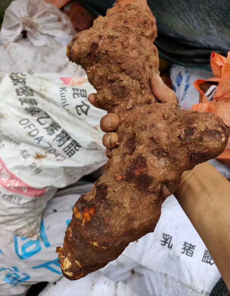 土茯苓，野生土茯苓，货供应平均海拔1500，产地直供价优
