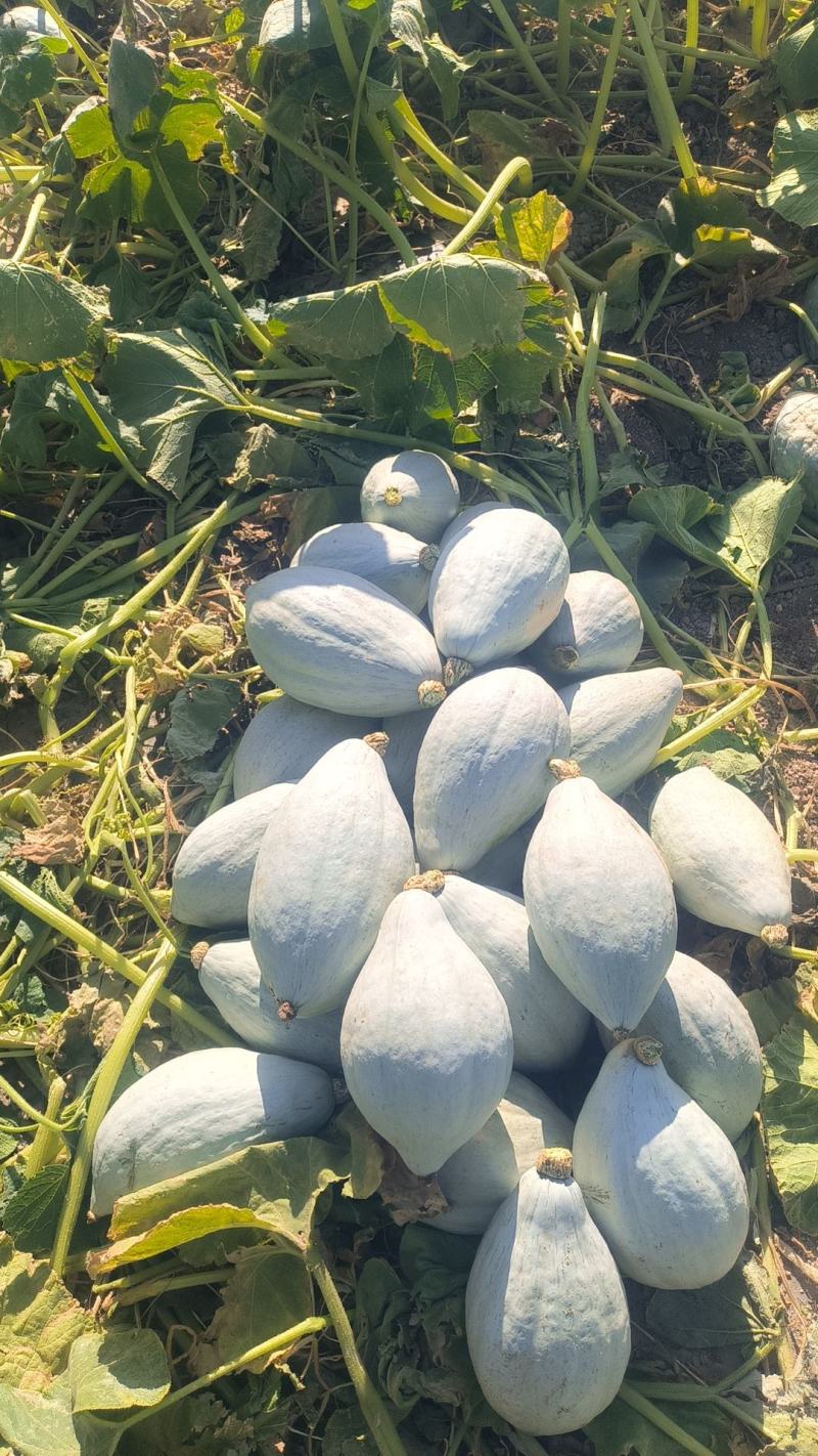 基地直供沙漠丑瓜，金丝栗南瓜，板栗味口感爆粉