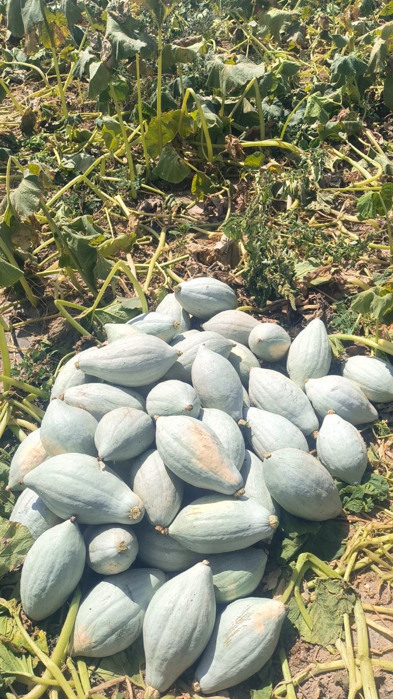 基地直供沙漠丑瓜，金丝栗南瓜，板栗味口感爆粉