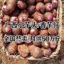 广西小芋头，红芽芋，白芽芋，香芋仔，芋头仔，供应全国市场