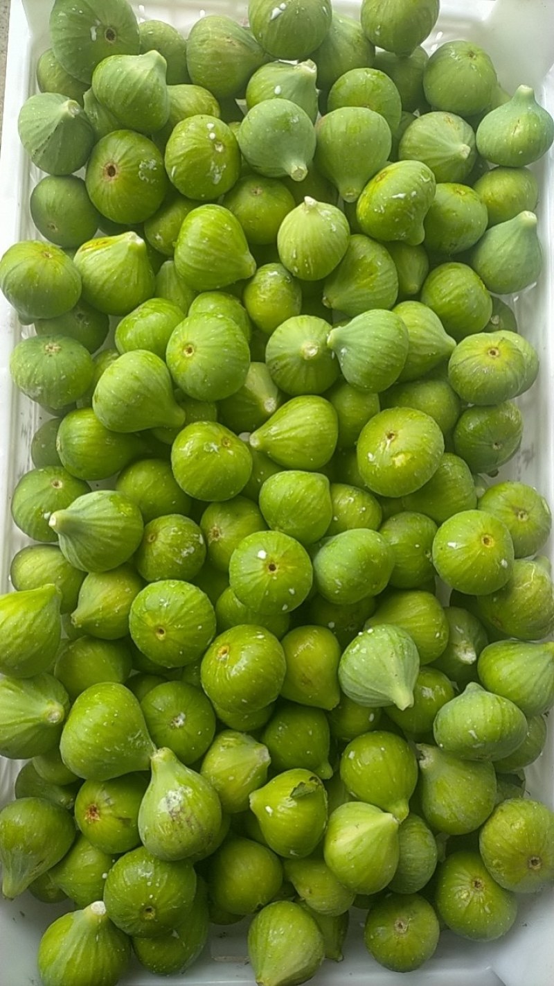 青皮无花果大量上市