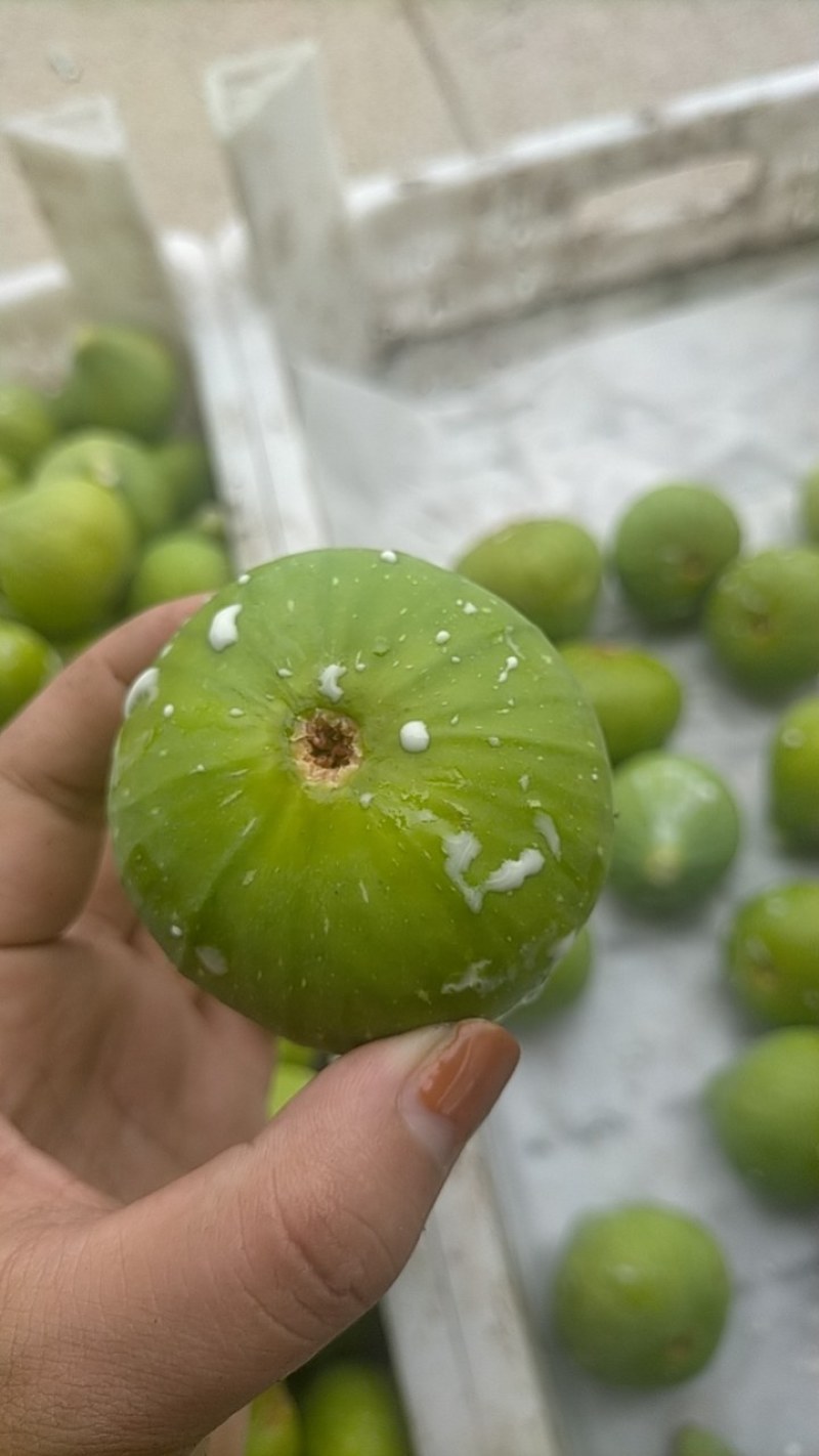 青皮无花果大量上市