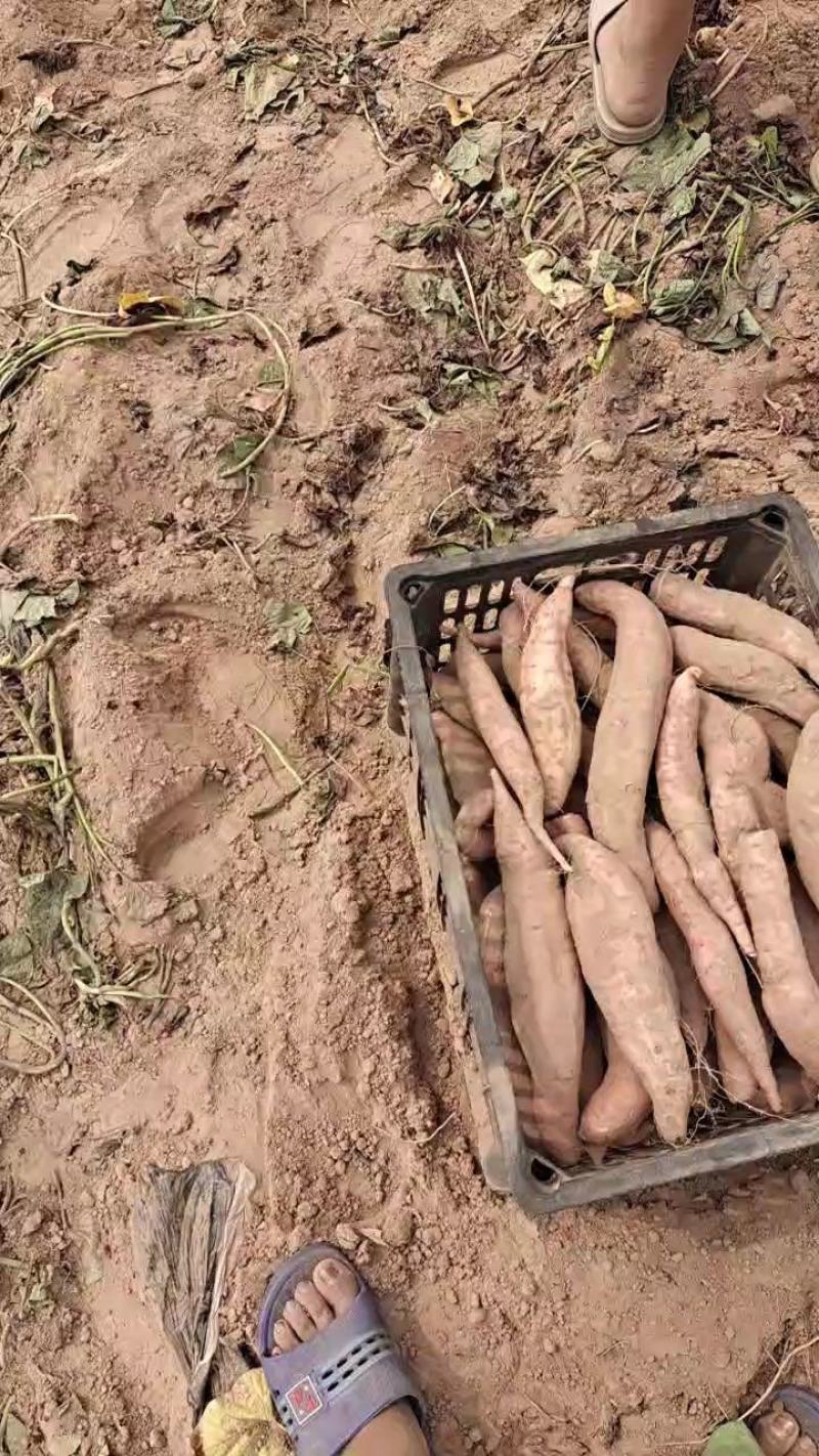 沙土地种植高端冰糖心蜜薯白哈蜜红薯地瓜基地直供电商平台