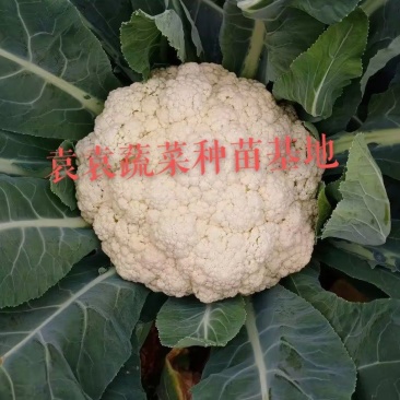 台湾松花菜苗，需要苗请联系详谈