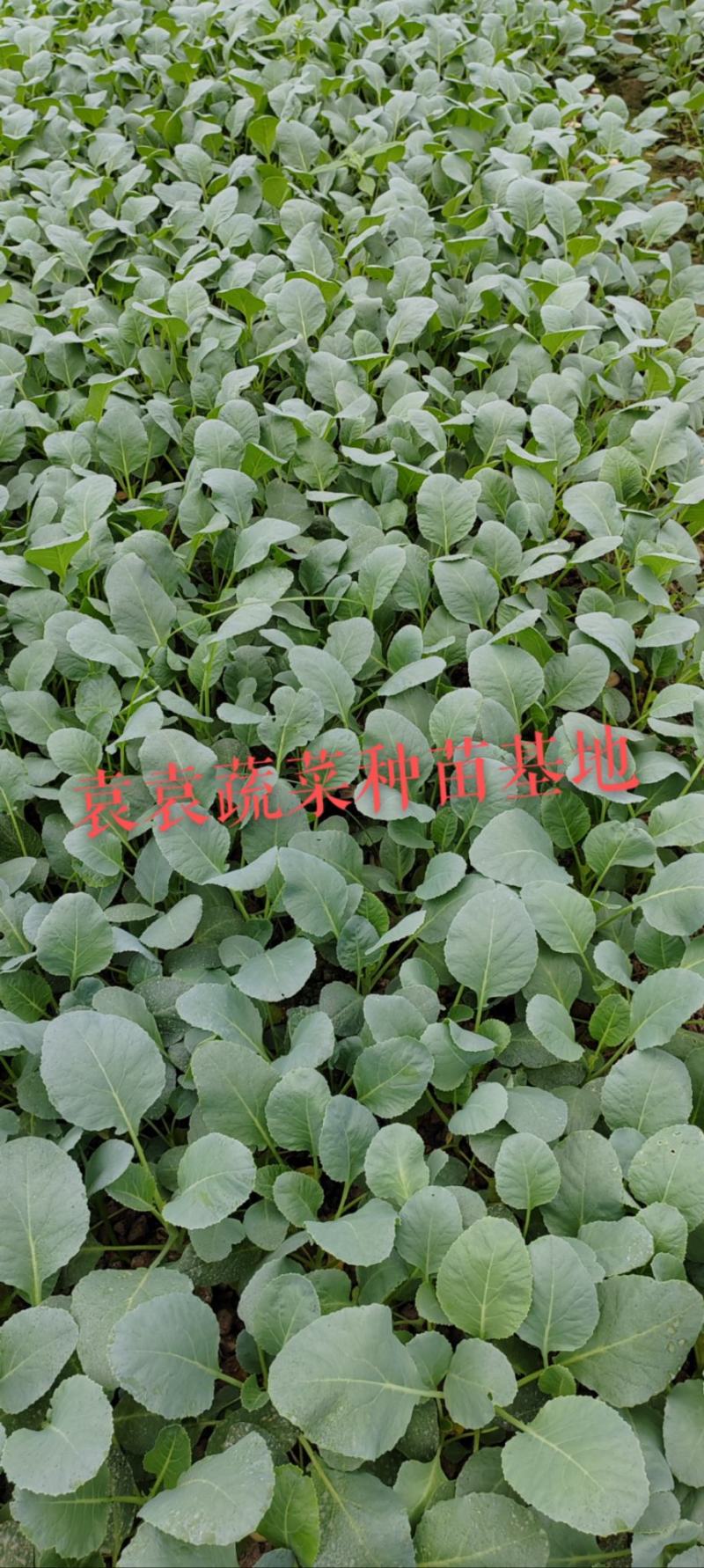 台湾松花菜苗，需要苗请联系详谈