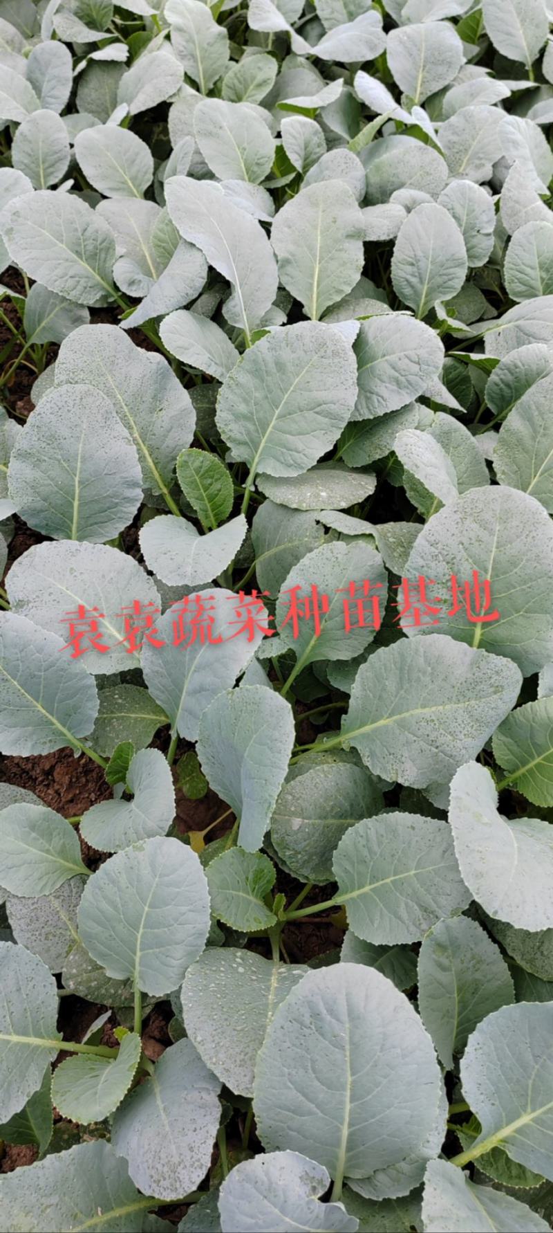 台湾松花菜苗，需要苗请联系详谈