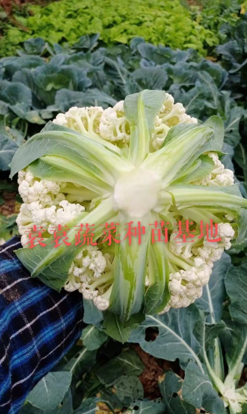 台湾松花菜苗，需要苗请联系详谈