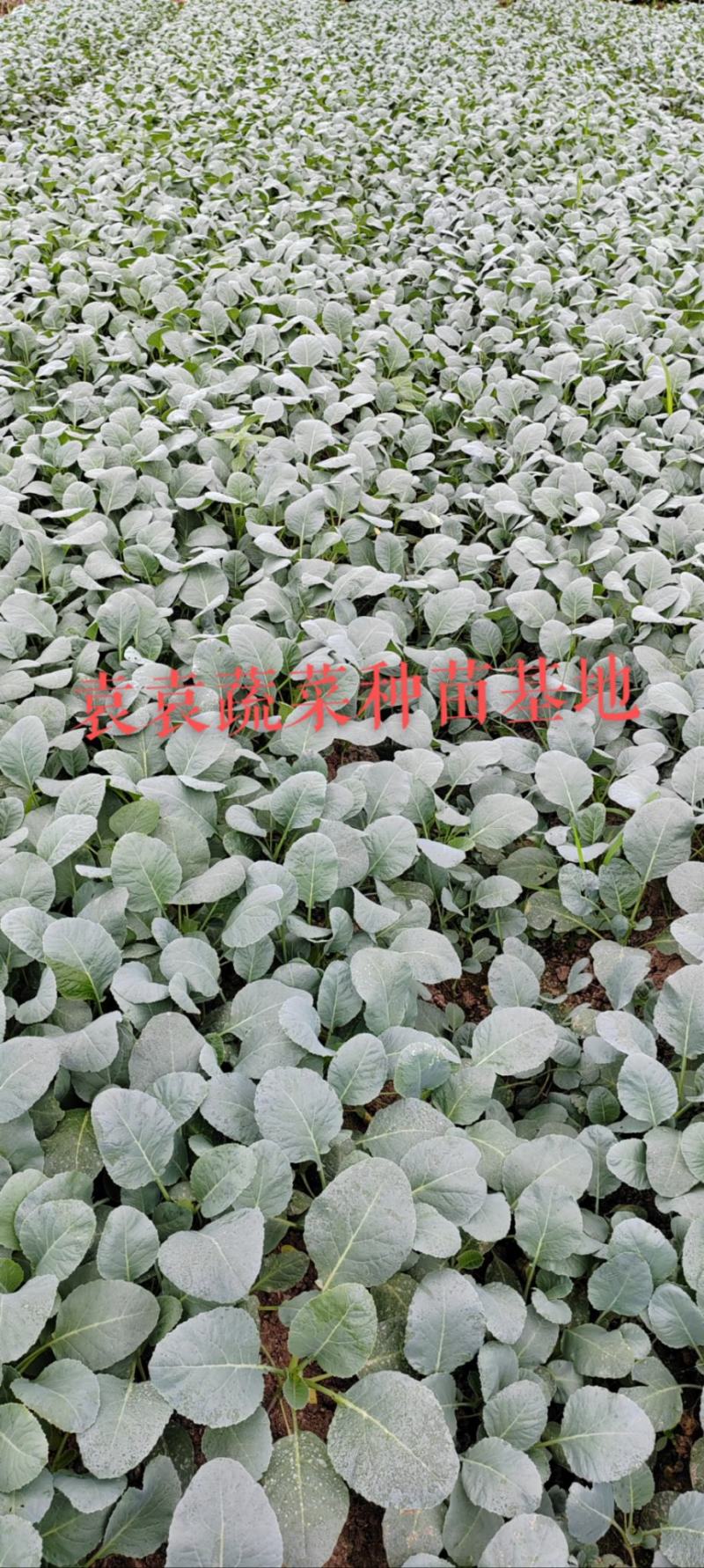 台湾松花菜苗，需要苗请联系详谈