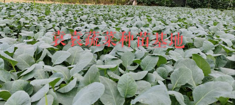 台湾松花菜苗，需要苗请联系详谈