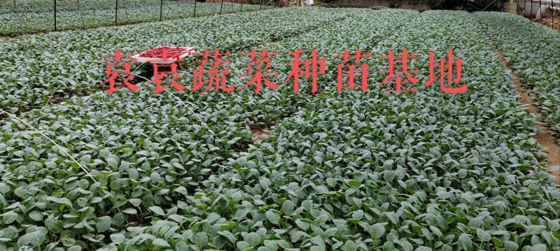台湾松花菜苗，需要苗请联系详谈
