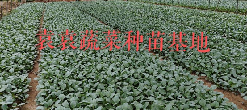 台湾松花菜苗，需要苗请联系详谈