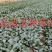 台湾松花菜苗，需要苗请联系详谈