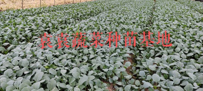 台湾松花菜苗，需要苗请联系详谈