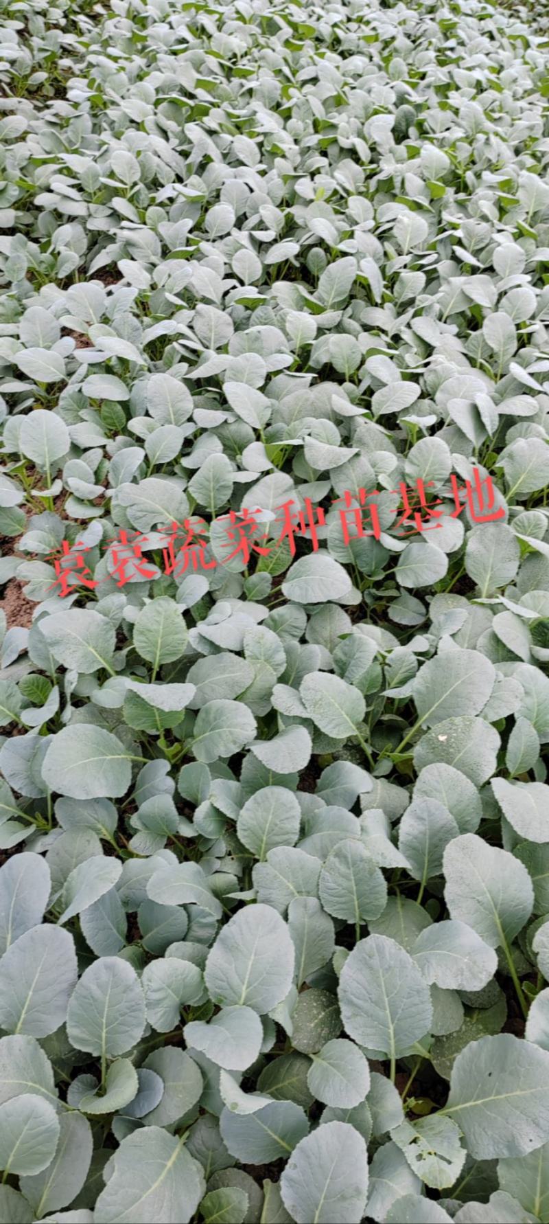 台湾松花菜苗，需要苗请联系详谈