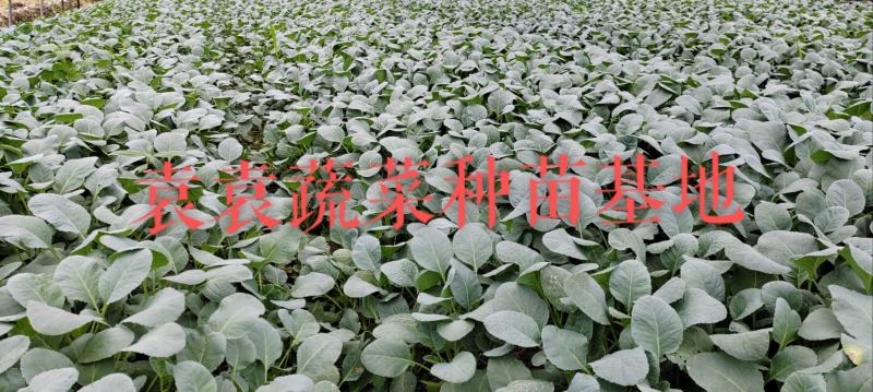 台湾松花菜苗，需要苗请联系详谈