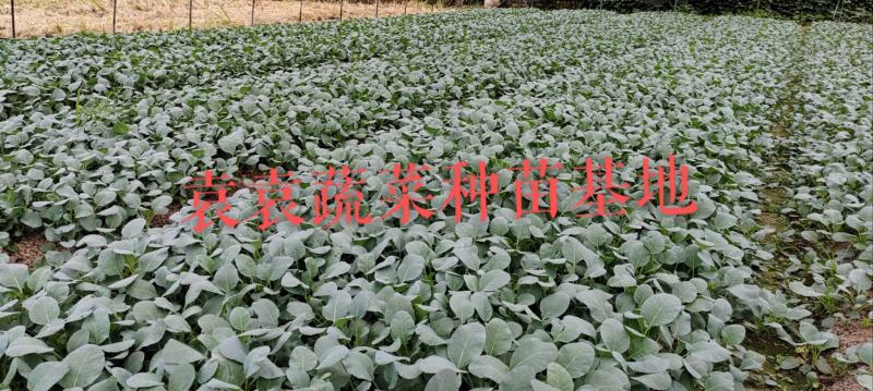台湾松花菜苗，需要苗请联系详谈