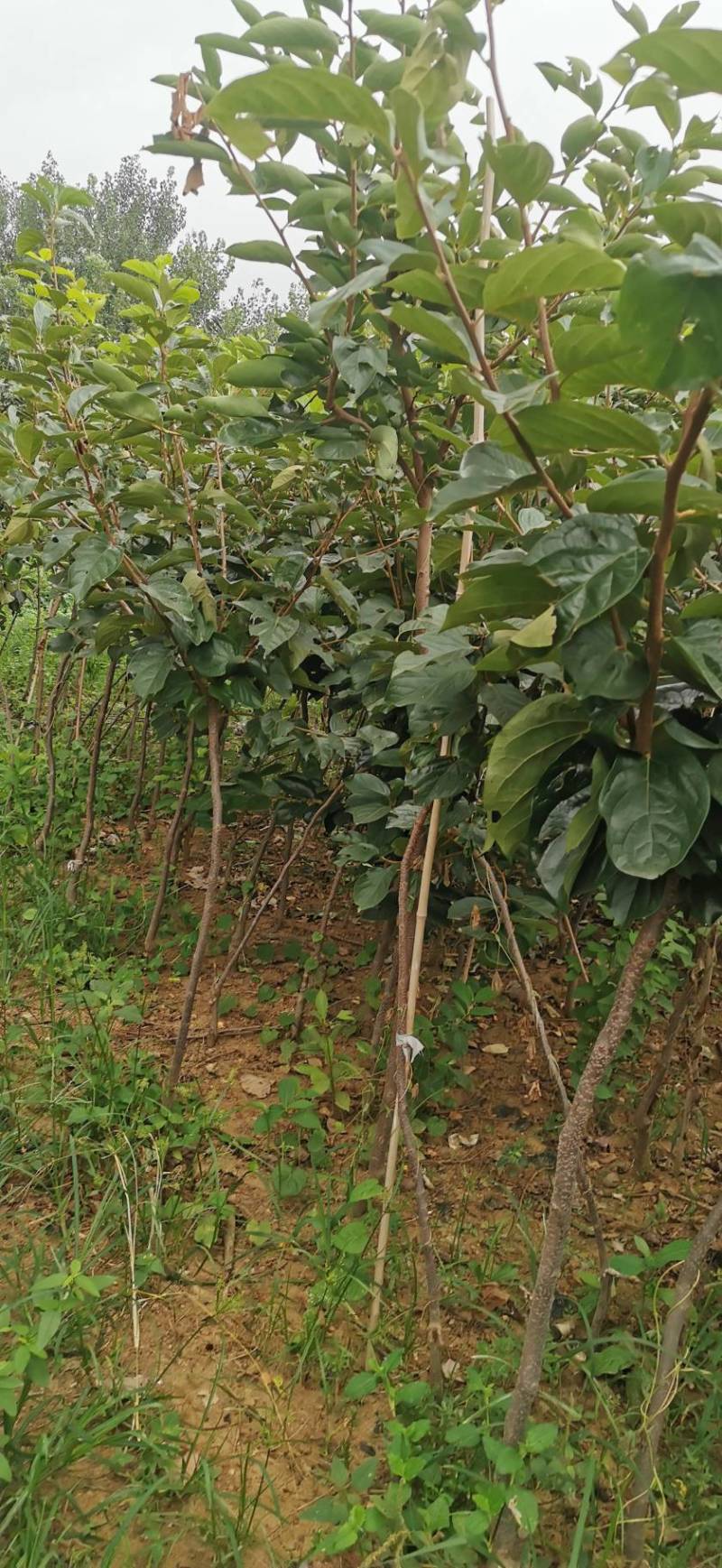 山东脆甜柿子树苗，品种多样，规格可选，欢迎联系