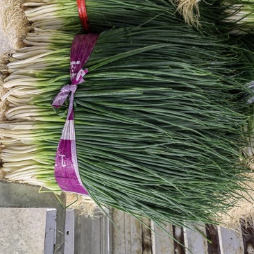 四季葱大量上市，价格便宜，质量好，