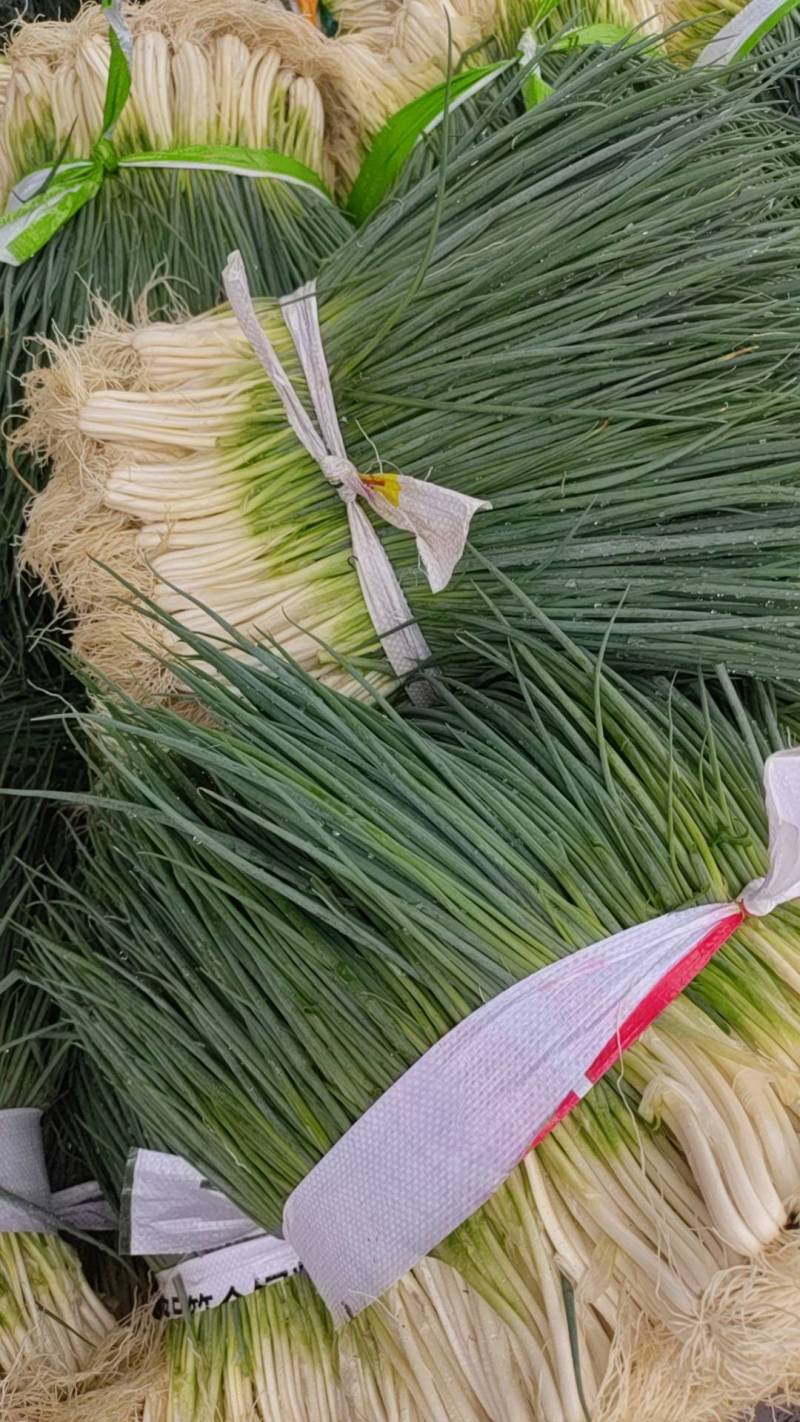 四季葱大量上市，价格便宜，质量好，