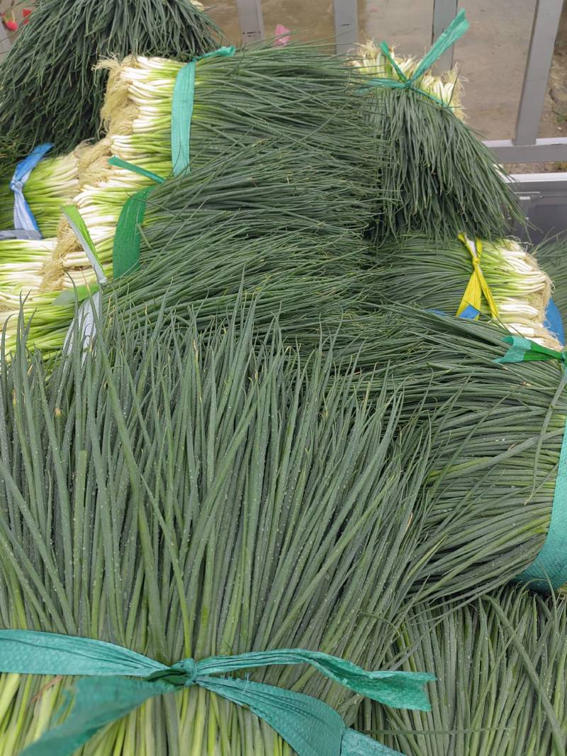 四季葱大量上市，价格便宜，质量好，