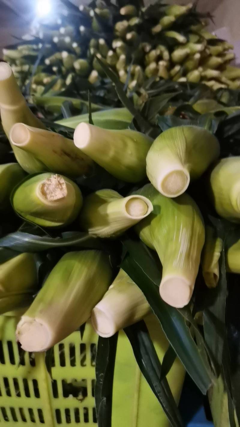 来自甘肃高海拔白加黄口感好的水果玉米