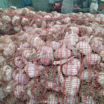 毛头蒜，靶子蒜大量上市欢迎各地老板前来收购
