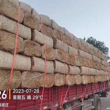 玉米草揉丝+除尘