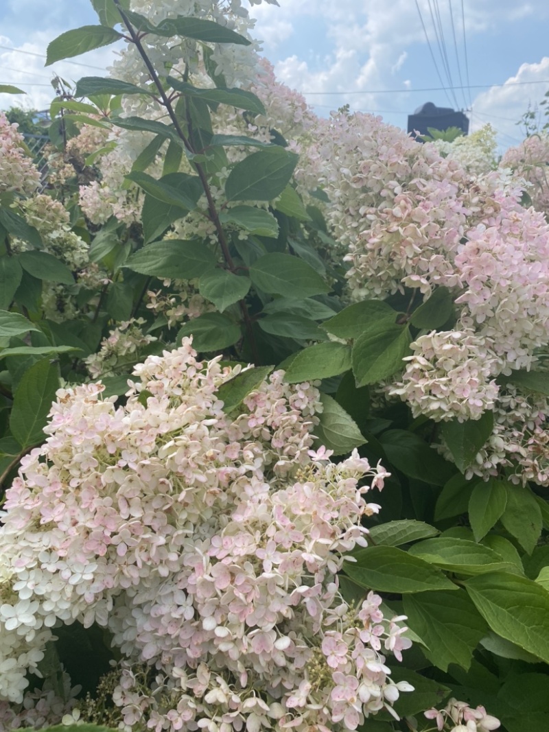 东北辽宁大花水桠木绣球八仙花产地批发