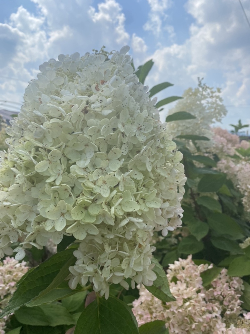 东北辽宁大花水桠木绣球八仙花产地批发