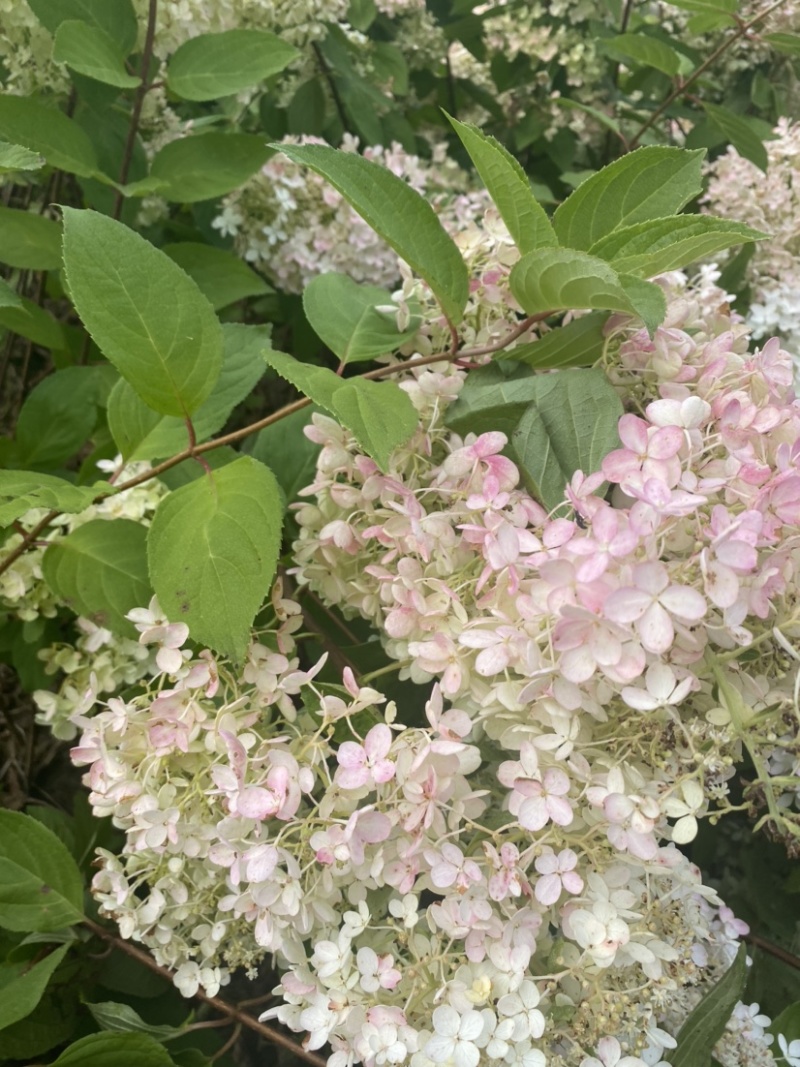 东北辽宁大花水桠木绣球八仙花产地批发