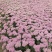 东北辽宁大花水桠木绣球八仙花产地批发