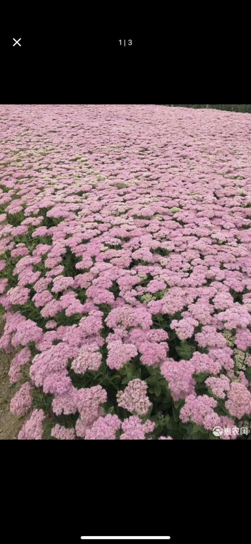 东北辽宁大花水桠木绣球八仙花产地批发