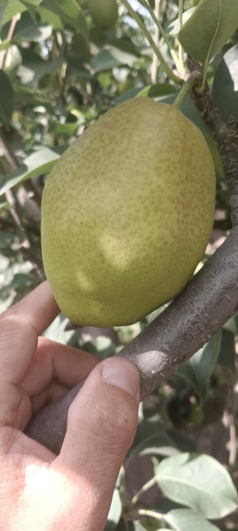 果面特别干净，个头均匀，甜脆，全国供货