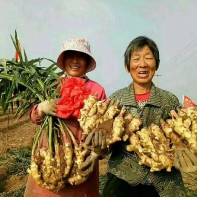 鲜姜大量上市，支持代收，代存有冷库地窖，专业的团队管理。