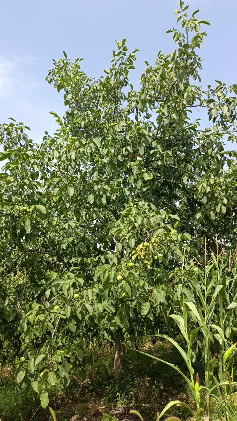 青皮清香核桃已经大量上市了，我们的核桃来自大山深处，皮薄