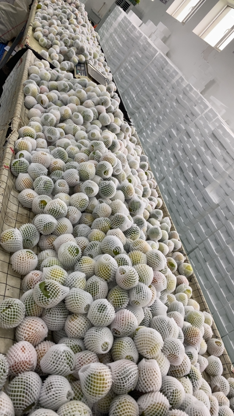 盘锦碱地柿子