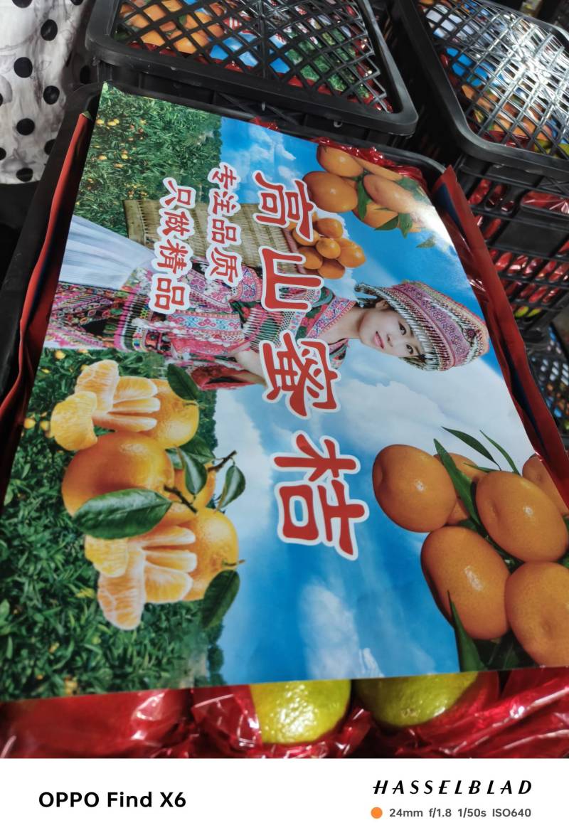 四川特早蜜橘现大量上市果大皮薄地里现摘现发诚信经营