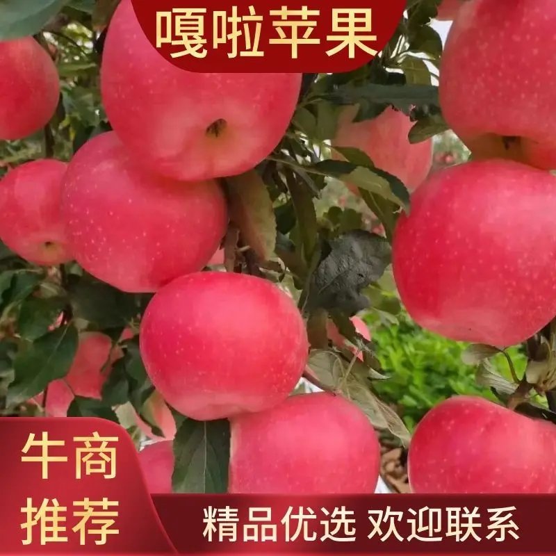 辽宁葫芦岛【嘎啦苹果】绥中精品苹果万亩果园现摘现发