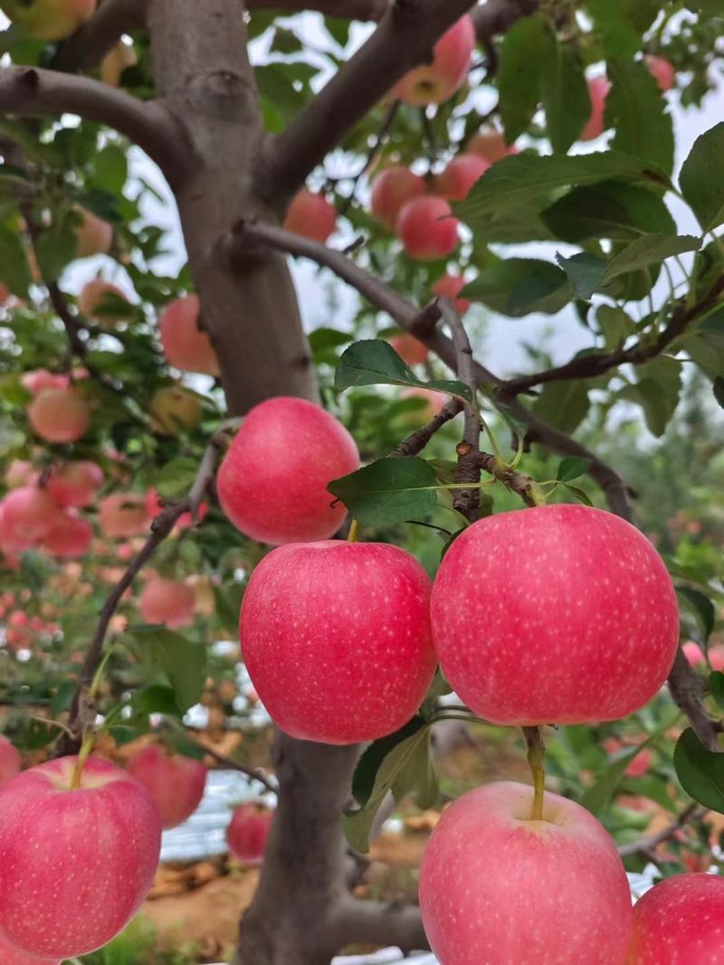 辽宁葫芦岛【嘎啦苹果】绥中精品苹果万亩果园现摘现发