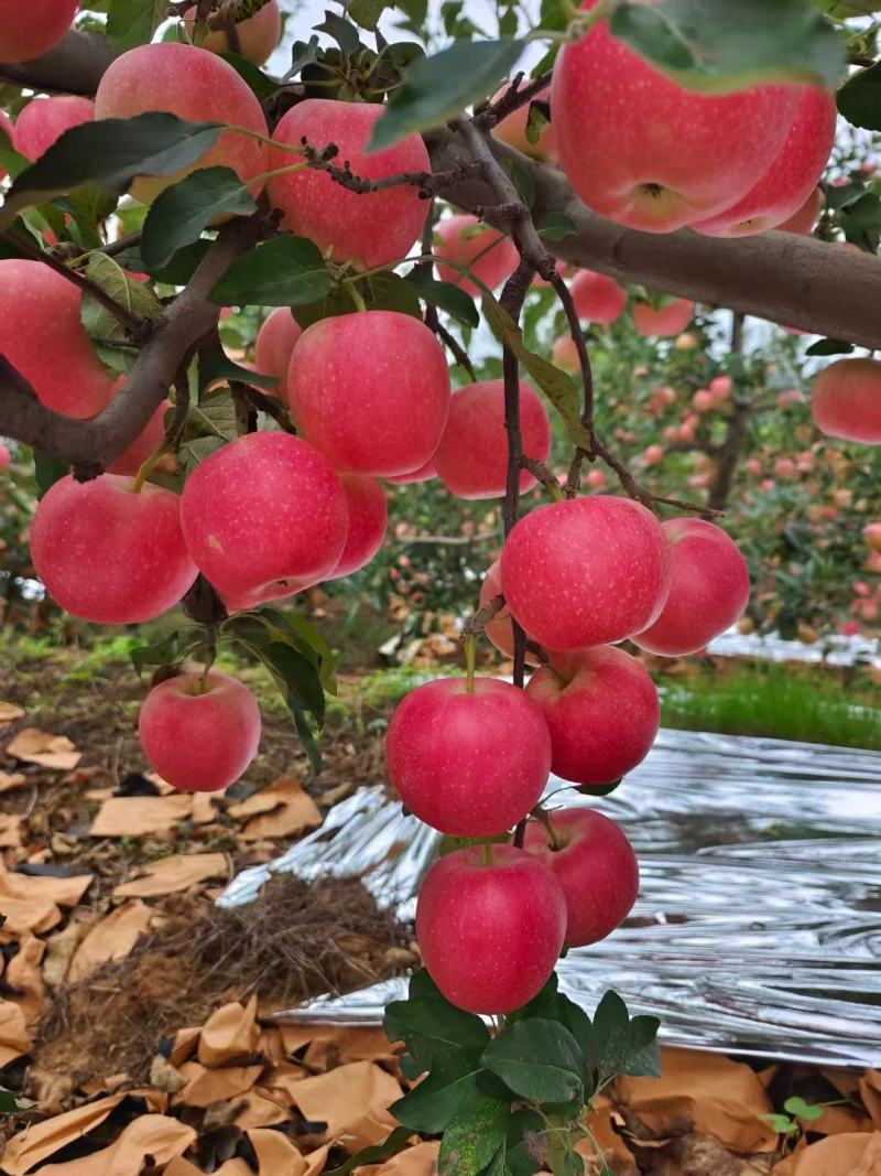辽宁葫芦岛【嘎啦苹果】绥中精品苹果万亩果园现摘现发