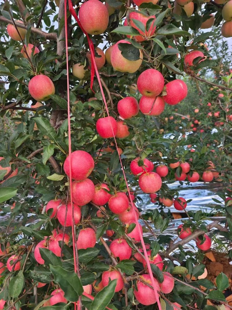 辽宁葫芦岛【嘎啦苹果】绥中精品苹果万亩果园现摘现发