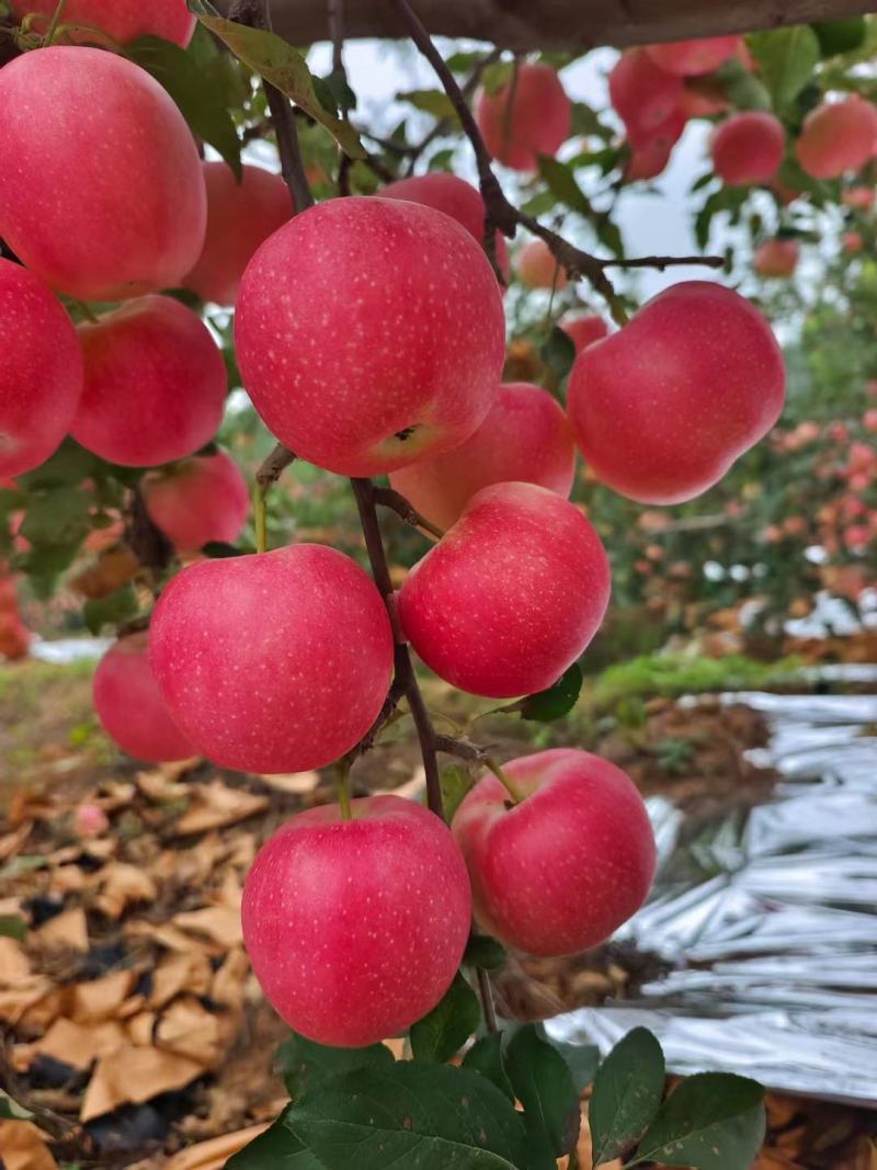 辽宁葫芦岛【嘎啦苹果】绥中精品苹果万亩果园现摘现发